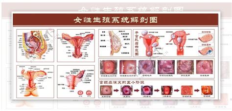 女人性器官|女性生殖结构：